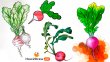 Рисунки редиски для детей: карандашами, фломастерами и красками